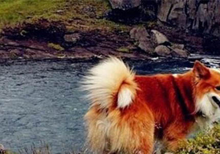 邊境牧羊犬口吐白沫是什么原因