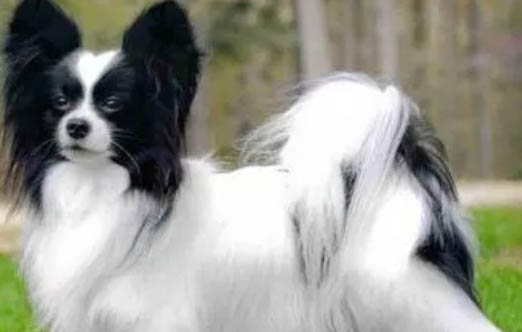 蝴蝶犬幼犬的特征