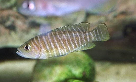 魚缸魚死了該怎么處理