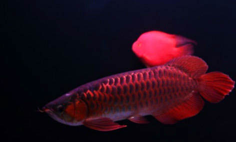 紅龍魚最佳溫度是多少