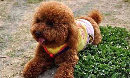 藍色貴賓犬小體圖片
