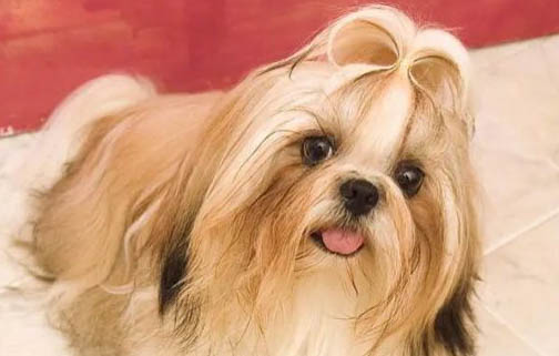 西施犬嘔吐是什么原因不吃東西