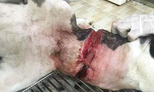 邊境牧羊犬有多聰明