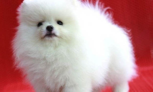 狗狗得了細(xì)小病毒和犬血病怎么辦