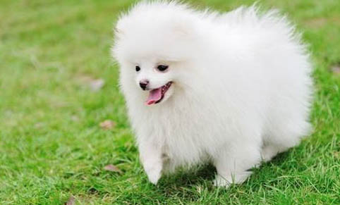 博美犬缺點