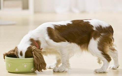 狗狗下犬式是肚子疼嗎?