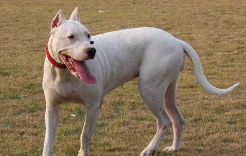阿根廷杜高犬的優(yōu)缺點(diǎn)有哪些