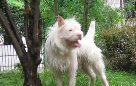 怎么挑選好的下司犬幼犬又可以