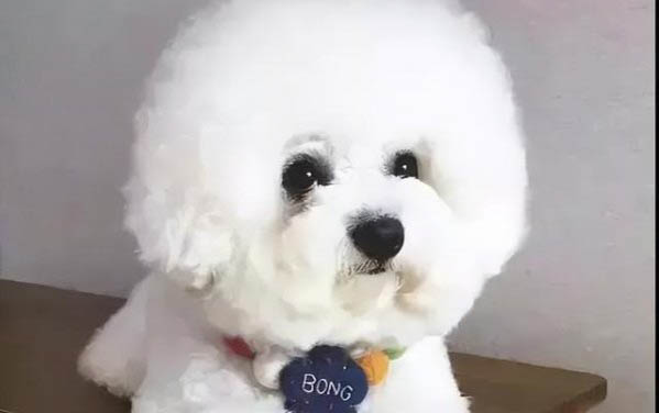 狗吃葡萄干會怎么樣