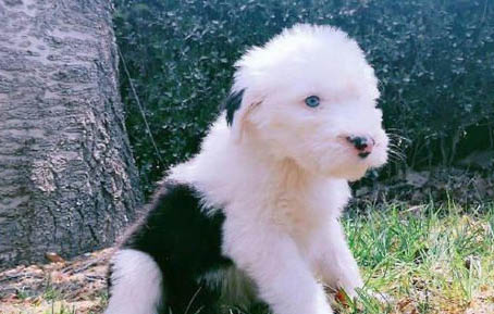 孕期狗狗可以體外驅蟲嗎