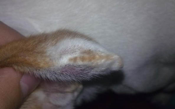 狗狗子宮蓄膿癥狀有哪些