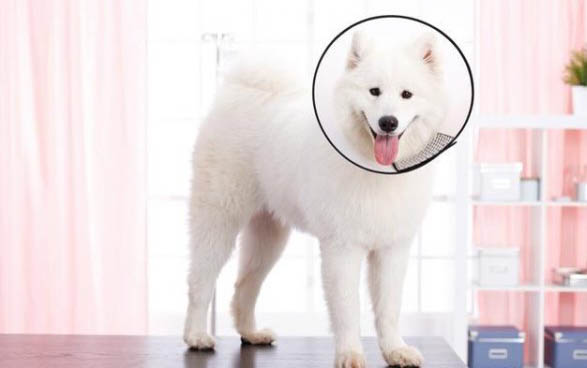 狗狗一直咬自己睡覺的窩
