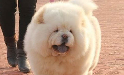 狗狗止痛藥有哪些牌子