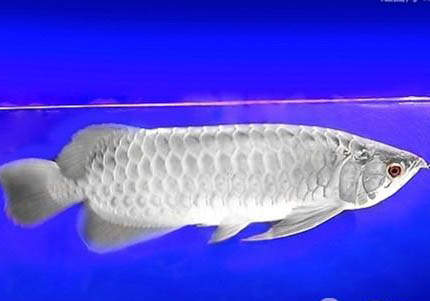 魚爛鰓病怎么治療