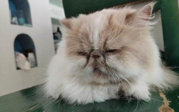 狗狗得了細小還能活多久？
