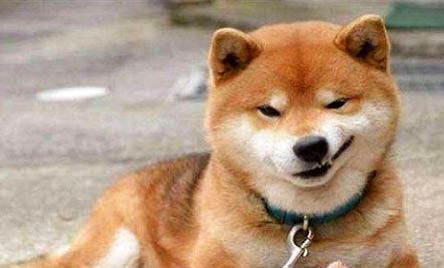 怎樣訓練柴犬一叫就回來