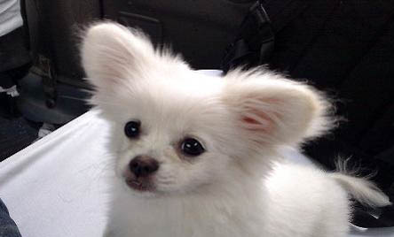 蝴蝶犬例假15天可以洗澡嗎