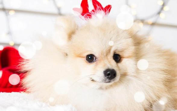 博美幼犬飼養禁忌