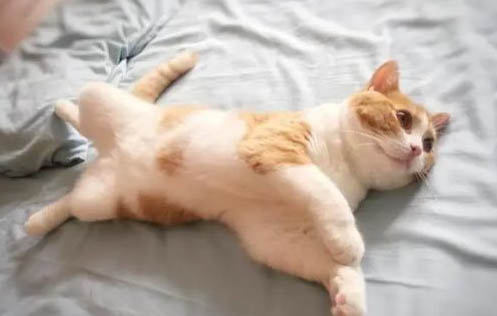 貓是夜行動物嗎?
