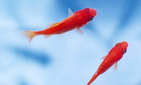 教你如何辨別金魚的雌雄