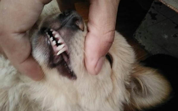 格力犬被禁養(yǎng)的原因