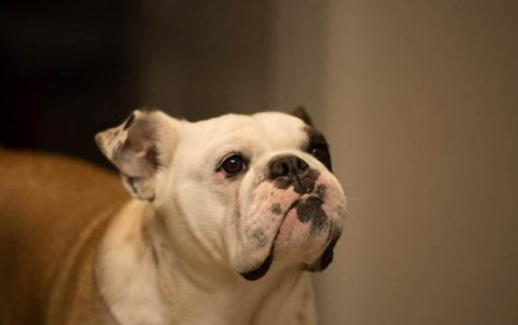 狗狗為什么會得犬瘟熱