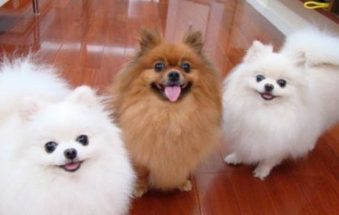 博美犬一般都多少錢一只