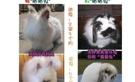 安哥拉兔能和肉兔雜交嗎?