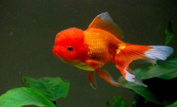 金魚(yú)爛尾用什么藥