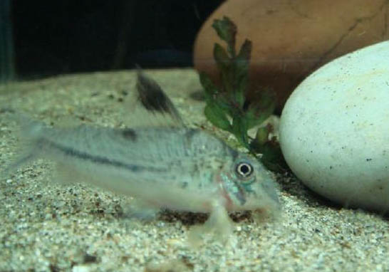 怎么判斷鼠魚是裝死還是真死