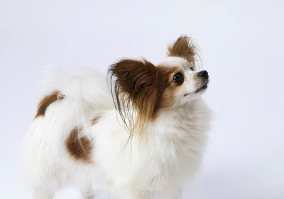 怎么判斷蝴蝶犬是不是難產(chǎn)