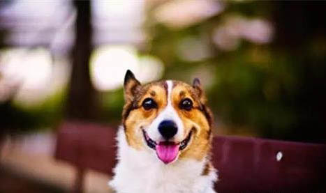 狗狗懷孕75天了還不生