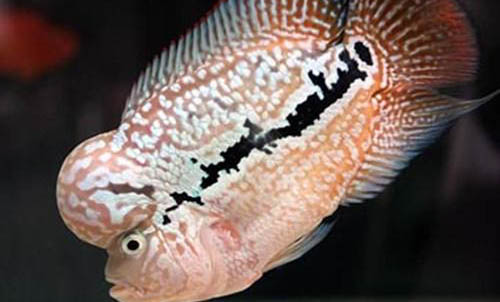 羅漢魚餓多久可以起頭