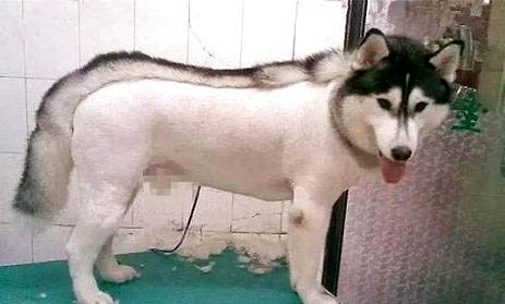 狗狗懷孕初期癥狀?