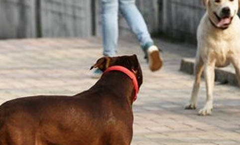 狗狗腸胃不好怎么調(diào)理?