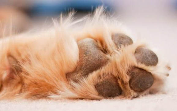 狗狗每天吃多少狗糧