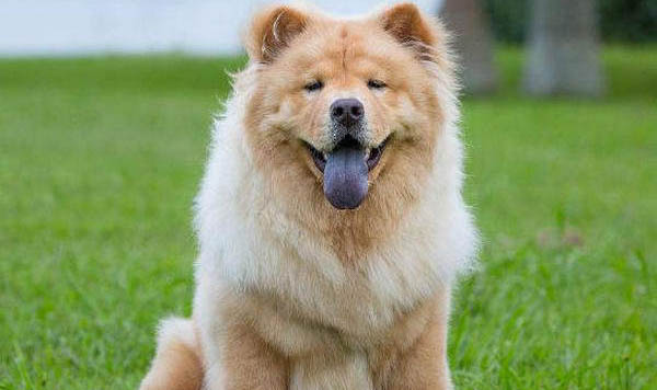 松獅犬子宮蓄膿能活多久