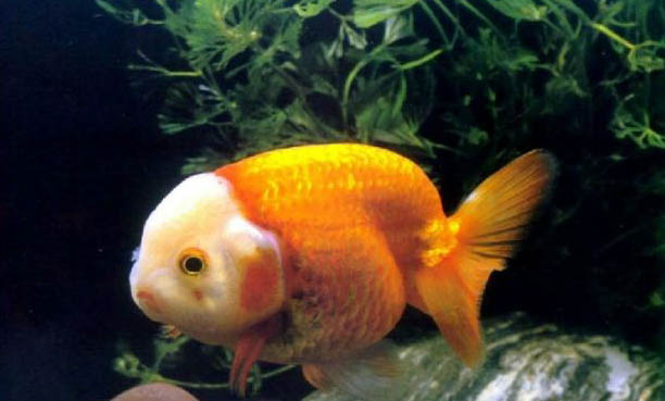 觀賞魚細菌性腸炎的癥狀表現