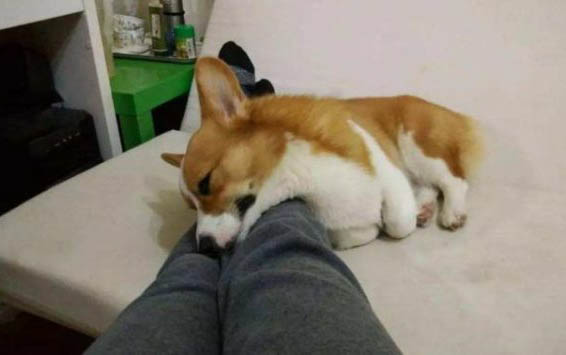 狗狗弓形體病的癥狀有哪些