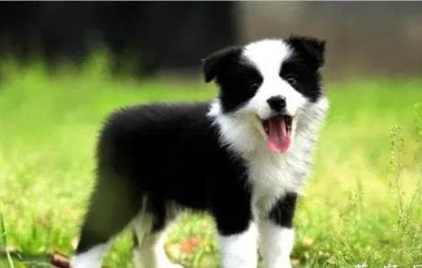 邊境牧羊犬發(fā)燒什么癥狀有哪些