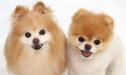 成年大型犬一天吃多少