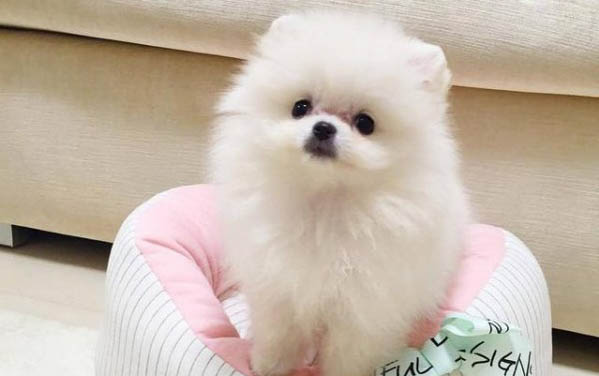公狗和母狗的區別有哪些呢