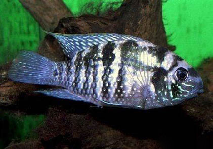 藍曼龍魚可以和七彩混養嗎