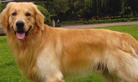 金毛犬多久能長大