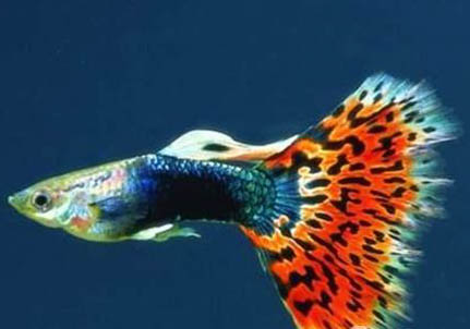 孔雀魚新入缸的方法