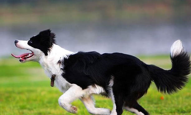 比利時牧羊犬睡覺流口水濕一片