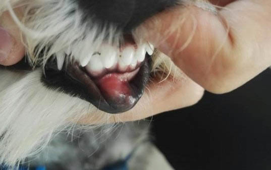 狗狗細小病毒治療周期是多久