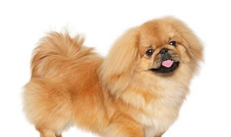 北京犬咳嗽吃什么藥效果好