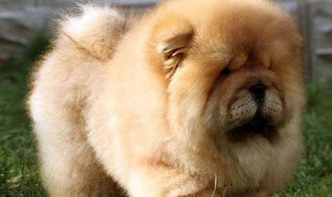 松獅犬多少錢一只 成年