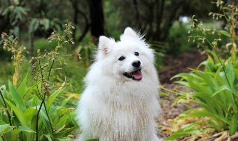 薩摩耶犬串串特征